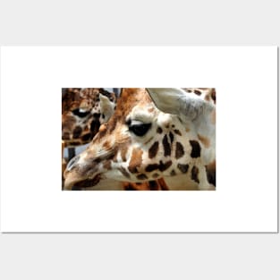 African Giraffe Amelopardalis Giraffa Posters and Art